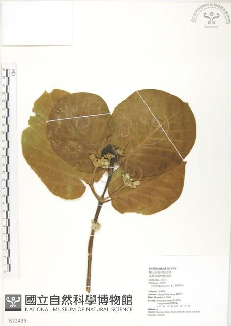 葛塔德木、欖仁舅藏品圖，第1張