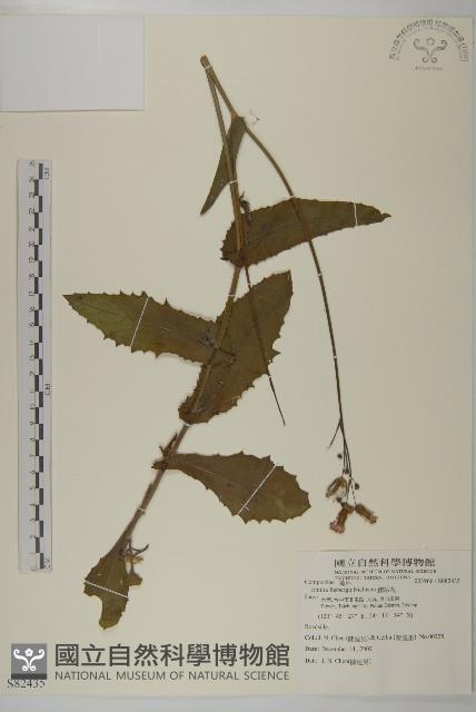 纓絨花藏品圖，第1張