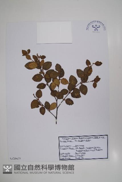 砂生樺藏品圖，第1張