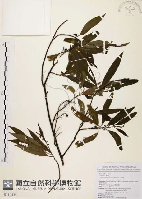 山胡椒藏品圖，第1張