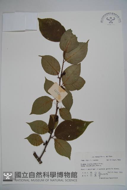 紫果冬青藏品圖，第1張