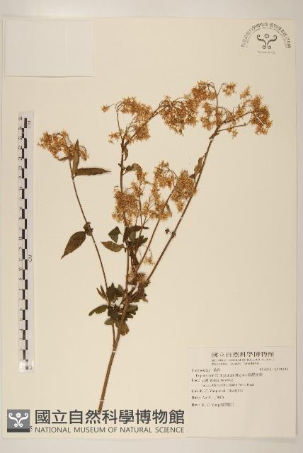 臺灣澤蘭藏品圖，第1張