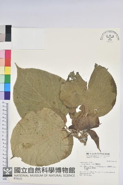 紅頭鐵莧、蘭嶼鐵莧藏品圖，第1張