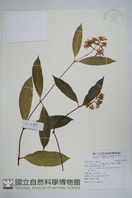 小錦蘭藏品圖，第1張