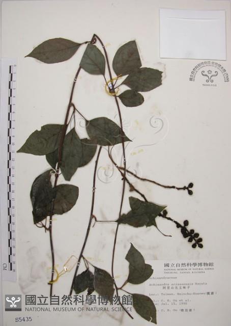 阿里山五味子藏品圖，第1張