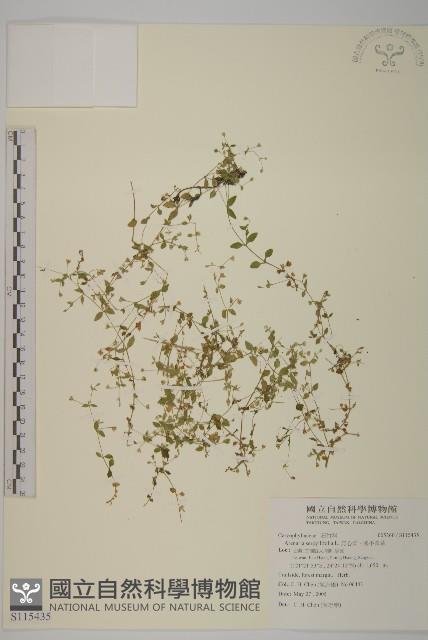 無心菜、鵝不食草藏品圖，第1張