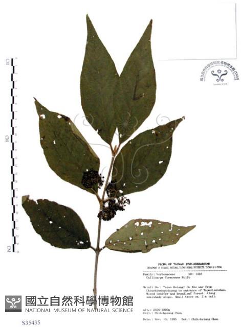 杜虹花，台灣紫珠藏品圖，第1張