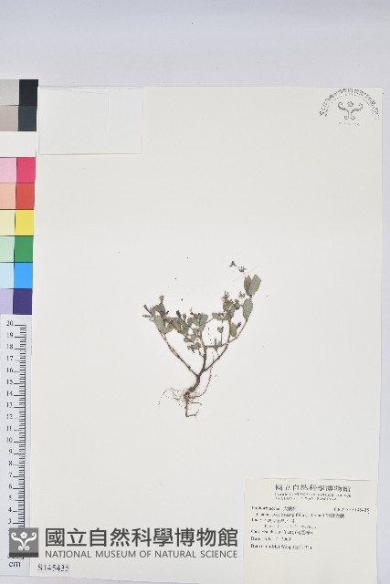 紫斑大戟藏品圖，第1張