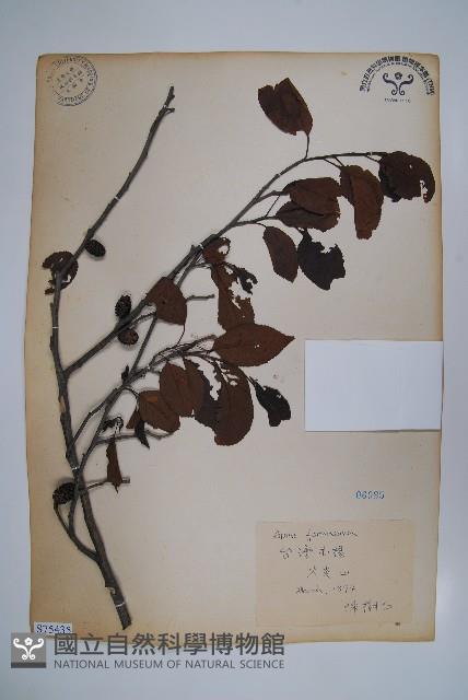 臺灣赤楊、臺灣榿木藏品圖，第1張