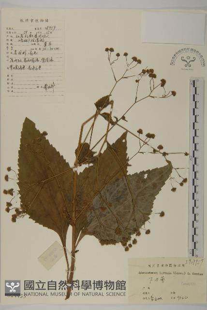 下田菊藏品圖，第1張