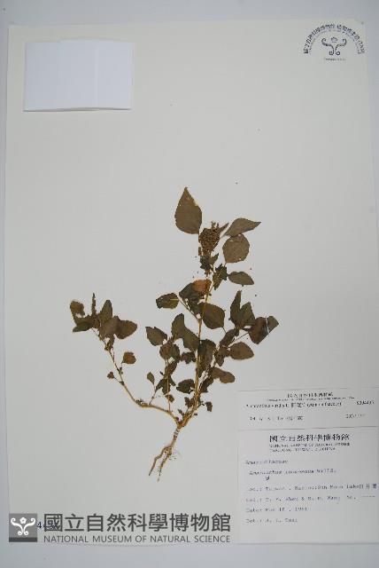 野莧菜藏品圖，第1張