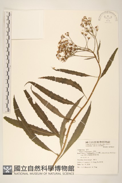 黃菀藏品圖，第1張
