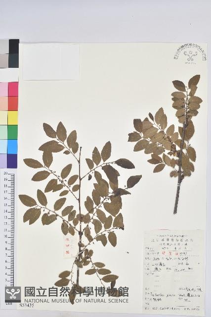 青灰葉下珠藏品圖，第1張