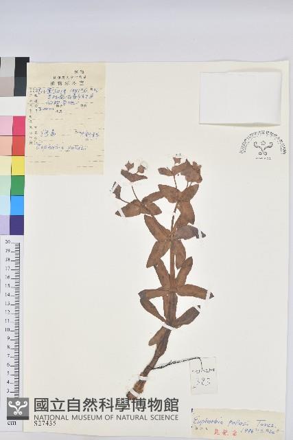 狠毒藏品圖，第1張