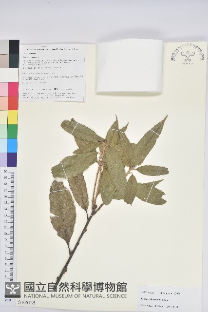 登錄號:S106135藏品圖，第1張