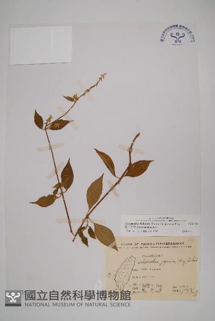 Accession Number:S076135 Collection Image, Figure 1, Total 2 Figures