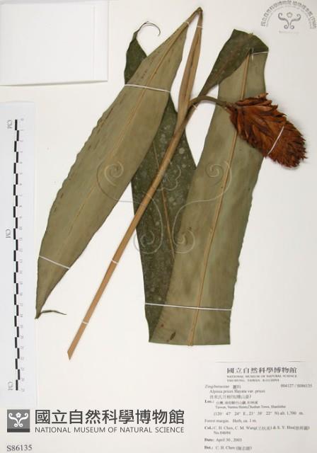 Accession Number:S086135 Collection Image