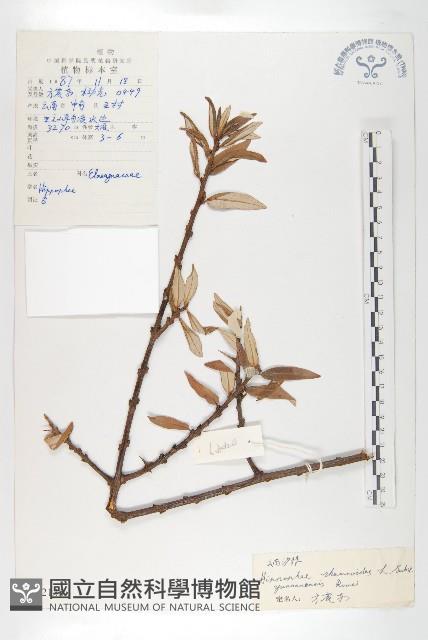 雲南沙棘藏品圖，第1張