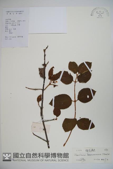 蝶花莢迷藏品圖，第1張