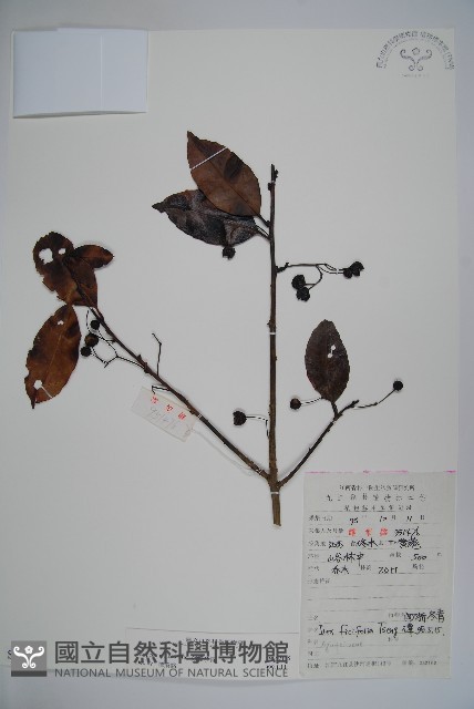 刻脈冬青藏品圖，第1張