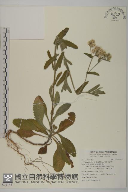 柔毛艾納香藏品圖，第1張