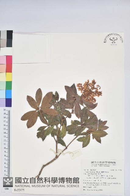 臺灣馬醉木藏品圖，第1張