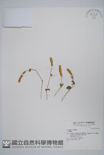 登錄號:S032135藏品圖，第1張