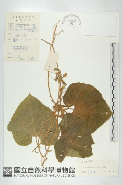 Accession Number:S042135 Collection Image, Figure 1, Total 2 Figures