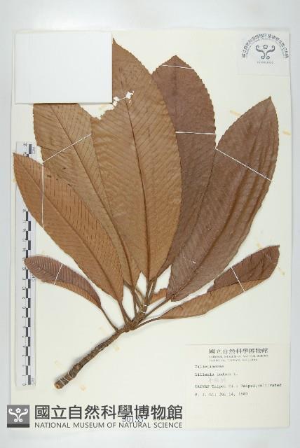 第倫桃藏品圖，第1張