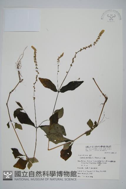 假川牛膝藏品圖，第1張