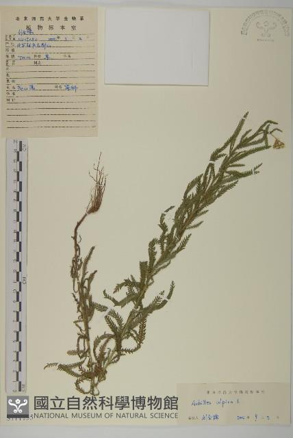 蓍草藏品圖，第1張