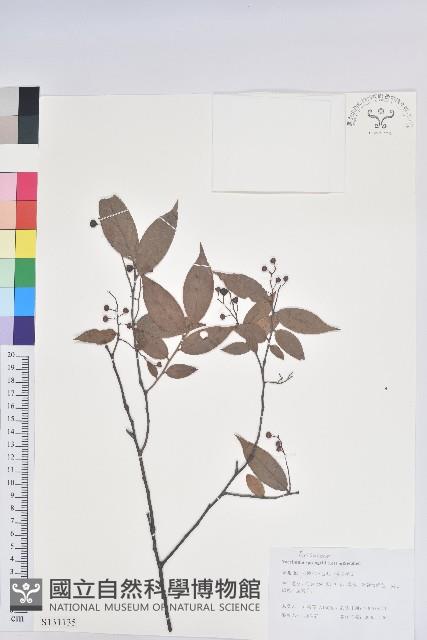 米飯花藏品圖，第1張