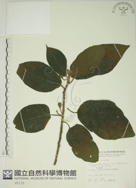 牛乳榕藏品圖，第1張