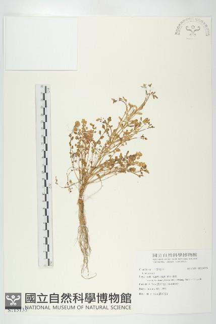 Accession Number:S115135 Collection Image, Figure 1, Total 2 Figures