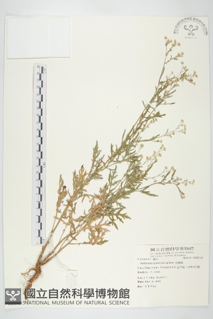 銀膠菊藏品圖，第1張