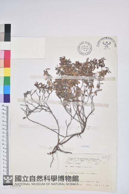 高山白珠樹藏品圖，第1張