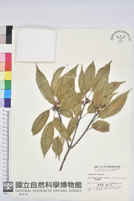 青剛櫟、鐵椆藏品圖，第1張