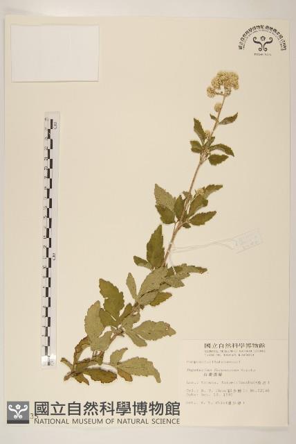 臺灣澤蘭藏品圖，第1張