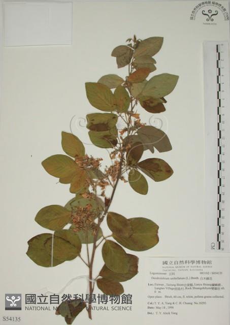 白木蘇花藏品圖，第1張