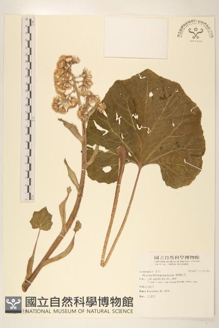 臺灣款冬藏品圖，第1張