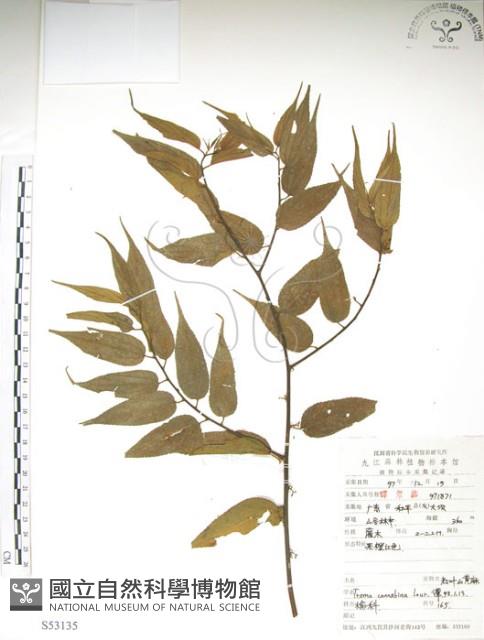 銳葉山黃麻藏品圖，第1張