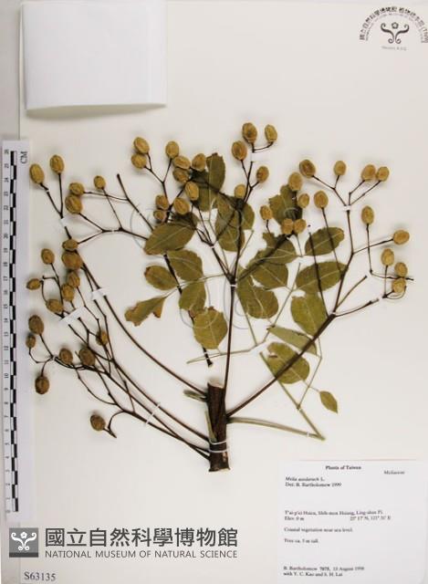 楝、苦楝藏品圖，第1張