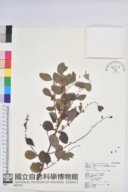 密花白飯樹藏品圖，第1張