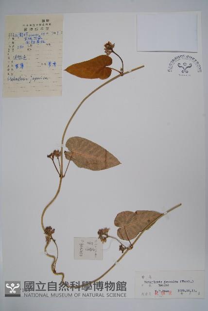 蘿藦藏品圖，第1張