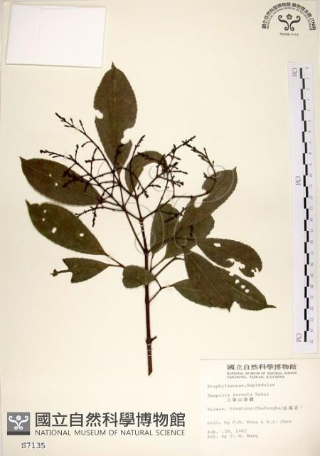 Three-leaved turpinia Collection Image