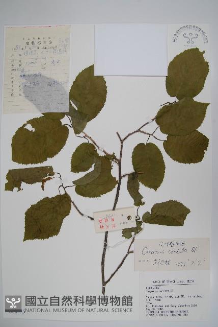 千金榆藏品圖，第1張