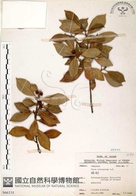 榕樹藏品圖，第1張