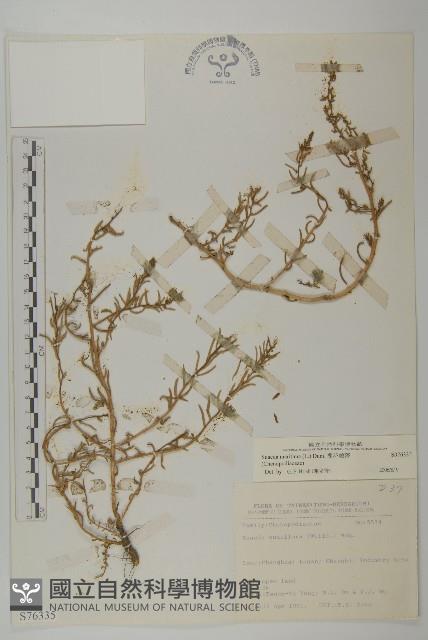 裸花鹼蓬藏品圖，第1張