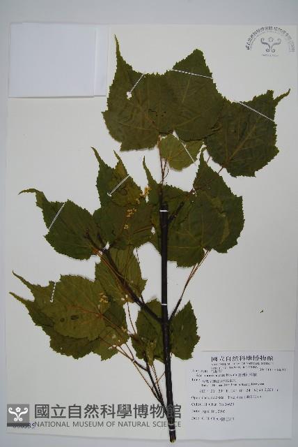 臺灣紅榨槭藏品圖，第1張