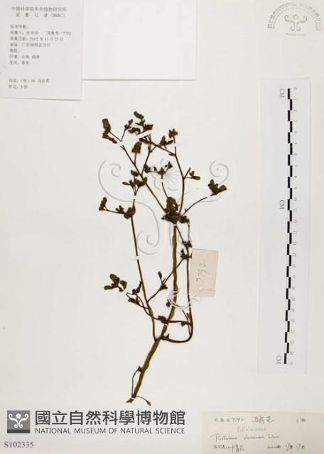 馬齒莧藏品圖，第1張